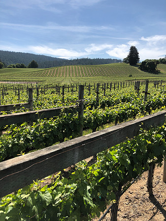 Goldeneye Winery, Anderson Valley, Mendocino County, CA